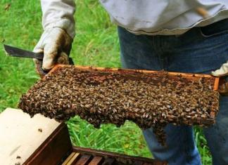 Как правильно выбрать место для пчелиной семьи Расположение пасеки на участке